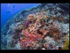 Tubbataha_IMG_0196