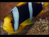 Wakaya Reef, Koro Sea, Pacific Ocean, Fiji Islands