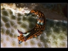 Nembrotha livingstonei