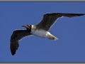 Egypt, Red Sea seagull