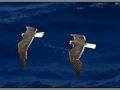 Egypt, Red Sea seagull