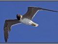 Egypt, Red Sea seagull