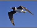 Egypt, Red Sea seagull