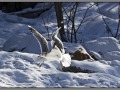 Seagull near the lake, Finland