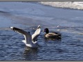 Seagull near the lake, Finland
