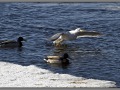 Seagull near the lake, Finland