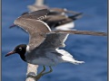 Egypt, Red Sea seagull