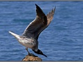 Egypt, Red Sea seagull