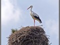 Stork in the nest near Narva