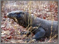 Indonesia, Komodo dragon in Komodo Island