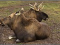 Elks in park, Pushkinskiye Gory