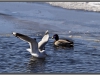 Seagull near the lake, Finland