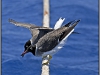 Egypt, Red Sea seagull
