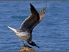 Egypt, Red Sea seagull