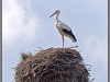 Stork in the nest near Narva